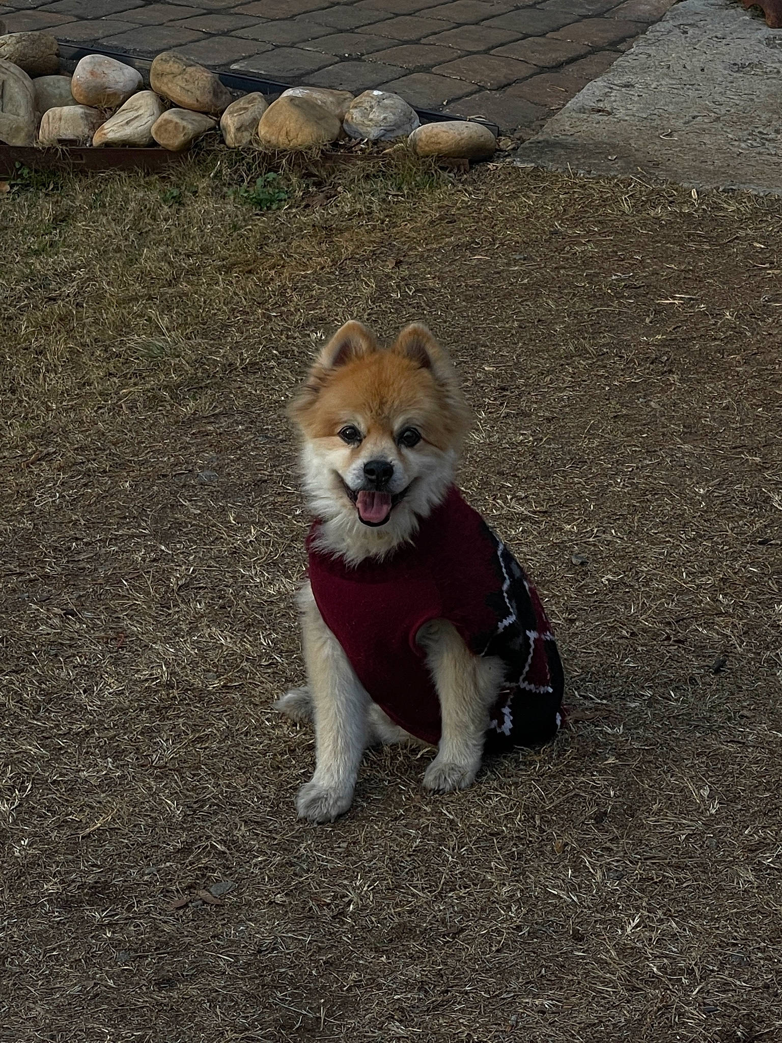 Buck is registered to the contest to win money with this photo: asphalt, canidae, carnivore, companion_dog, corgi_chihuahua, dog, dog_breed, dog_supply, fawn, fur, grass, non_sporting_group, road_surface, sidewalk, snout, soil, sporting_group, tail, terrestrial_animal, whiskers