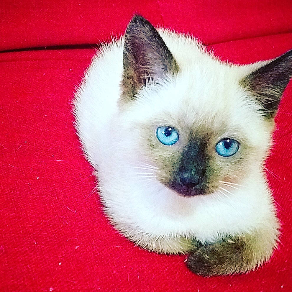 Caly participe au concours pour gagner de l'argent avec cette photo : balinese, birman, carnivore, cat, colorpoint_shorthair, domestic_short_haired_cat, eye, felidae, head, iris, kitten, mammal, ojos_azules, ragdoll, siamese, small_to_medium_sized_cats, thai, tonkinese, vertebrate, whiskers