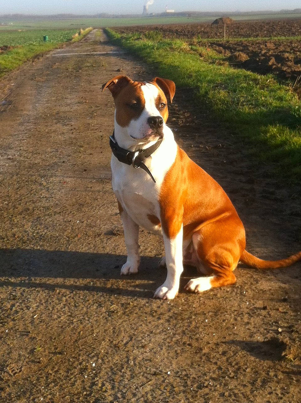 Idjy a rejoint le concours — aidez-le/la à gagner de superbes lots ! ancient_dog_breeds, carnivore, collar, companion_dog, dog, dog_breed, dog_collar, fawn, grass, landscape, plant, sky, snout, soil, sporting_group, tail, terrestrial_animal, whiskers, working_animal, working_dog