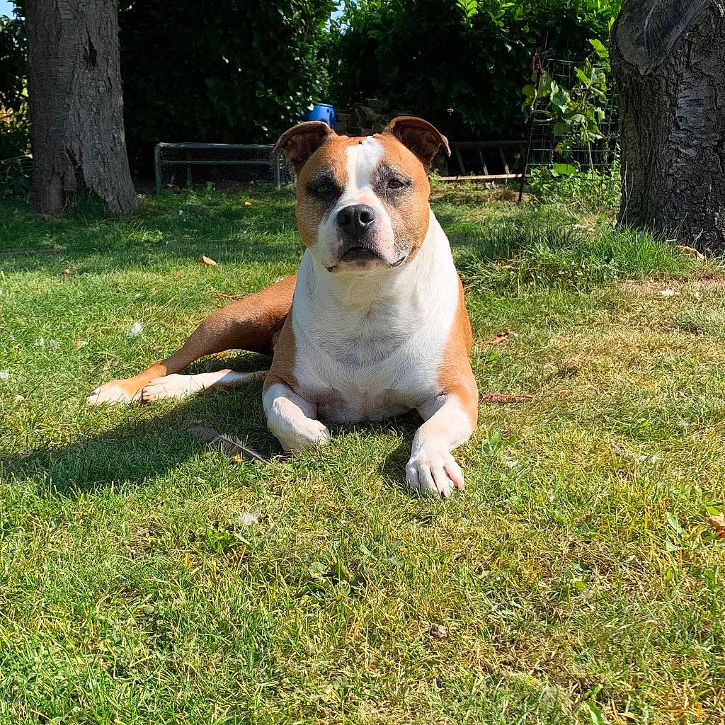 Idjy a rejoint le concours — aidez-le/la à gagner de superbes lots ! canidae, carnivore, companion_dog, dog, dog_breed, fawn, grass, lawn, molosser, non_sporting_group, plant, puppy, snout, sporting_group, tail, terrestrial_animal, tree, whiskers, working_animal, working_dog