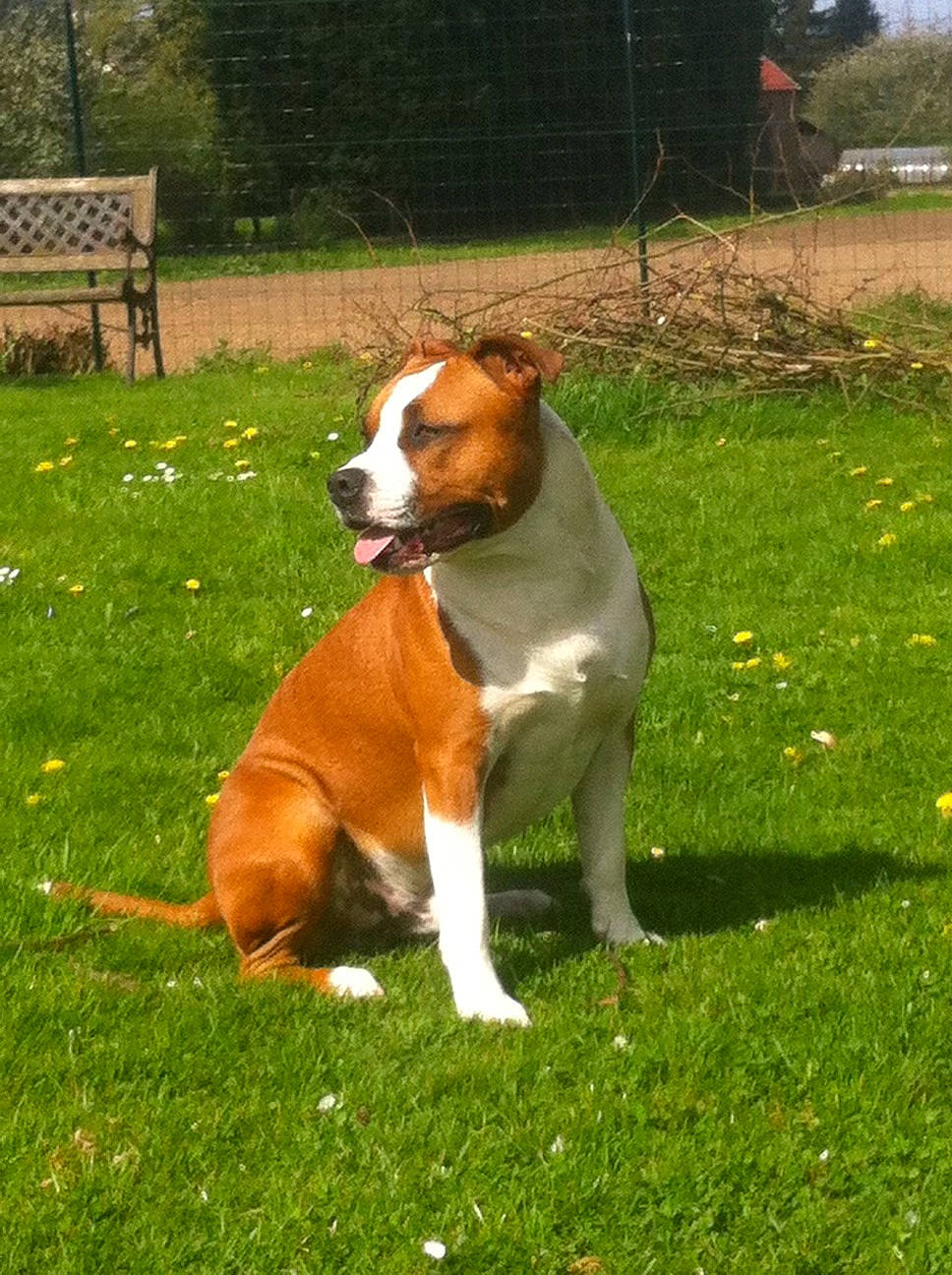 Idjy a rejoint le concours — aidez-le/la à gagner de superbes lots ! bench, canidae, carnivore, companion_dog, dog, dog_breed, fawn, grass, grassland, groundcover, hound, lawn, outdoor_bench, outdoor_furniture, pasture, plant, snout, sporting_group, tail, tree