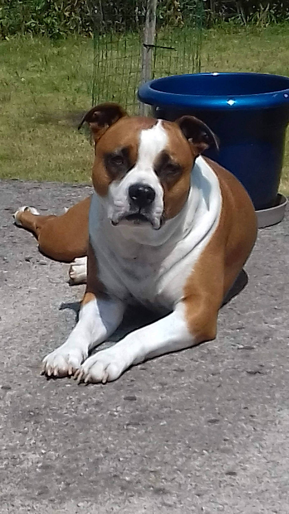 Idjy a rejoint le concours — aidez-le/la à gagner de superbes lots ! american_bulldog, american_pit_bull_terrier, american_staffordshire_terrier, australian_bulldog, boxer, bulldog, carnivoran, dog, dog_breed, dog_breed_group, dog_like_mammal, non_sporting_group, old_english_bulldog, olde_english_bulldogge, renascence_bulldogge, snout, valley_bulldog