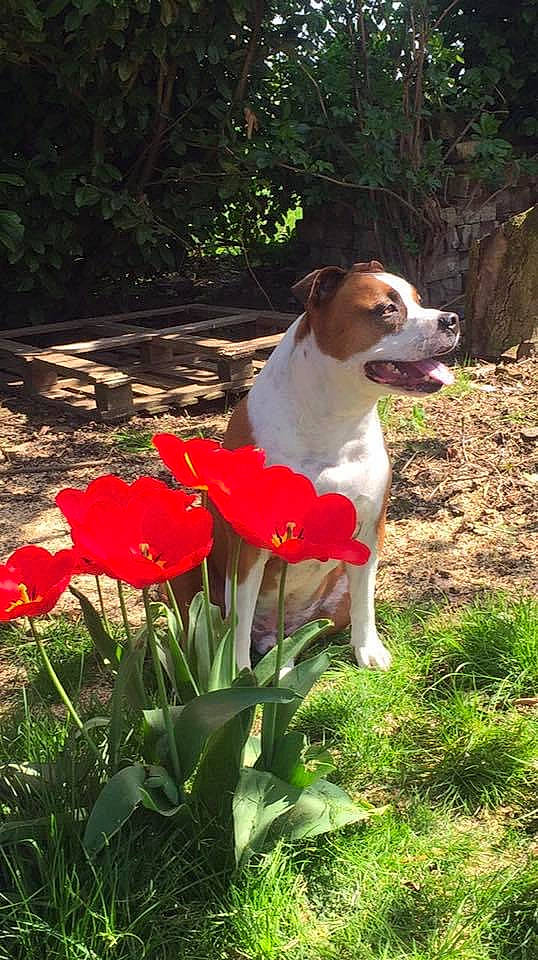 Idjy a rejoint le concours — aidez-le/la à gagner de superbes lots ! annual_plant, canidae, carmine, carnivore, companion_dog, coquelicot, dog, dog_breed, fawn, flower, flowering_plant, grass, groundcover, landscape, petal, plant, sporting_group, tail, terrestrial_plant, tree