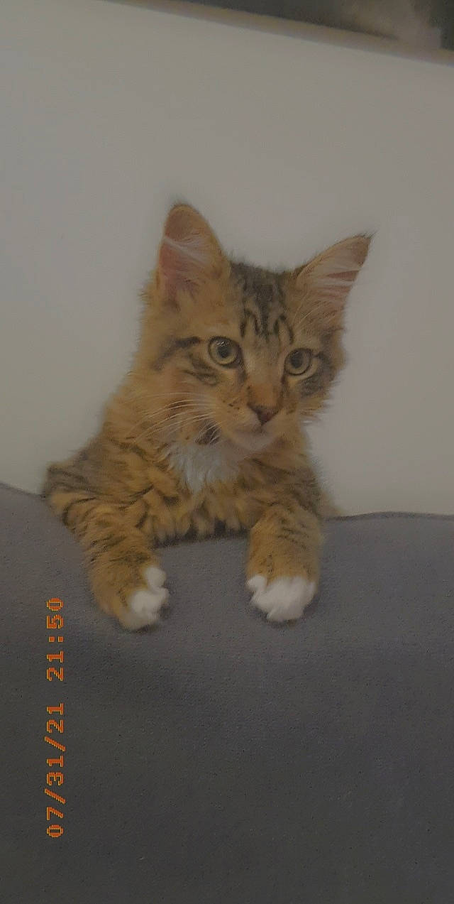 Gohan a rejoint le concours — aidez-le/la à gagner de superbes lots ! carnivore, cat, cat_supply, claw, domestic_short_haired_cat, fawn, felidae, fur, paw, small_to_medium_sized_cats, tail, terrestrial_animal, whiskers