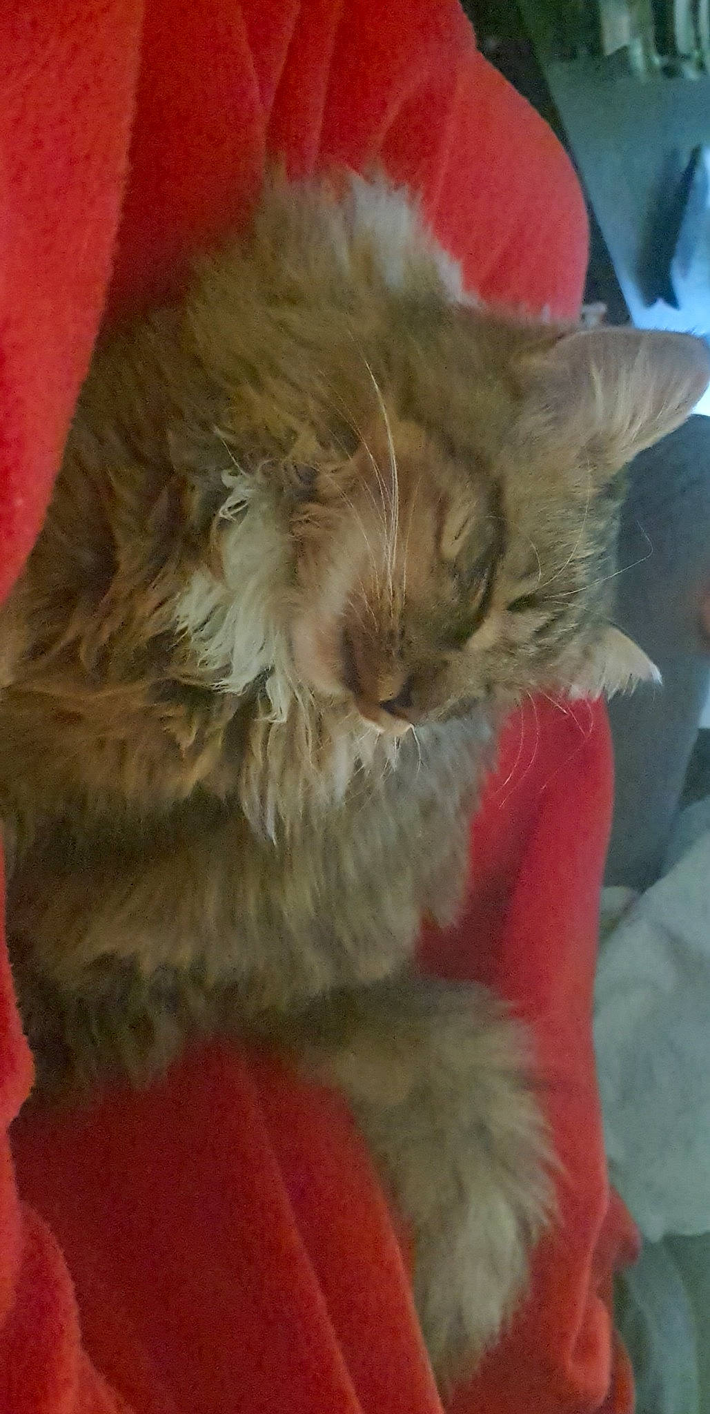 Gohan a rejoint le concours — aidez-le/la à gagner de superbes lots ! british_longhair, canidae, carnivore, cat, claw, comfort, companion_dog, event, eye, fawn, felidae, fur, natural_material, paw, small_to_medium_sized_cats, snout, tail, terrestrial_animal, whiskers