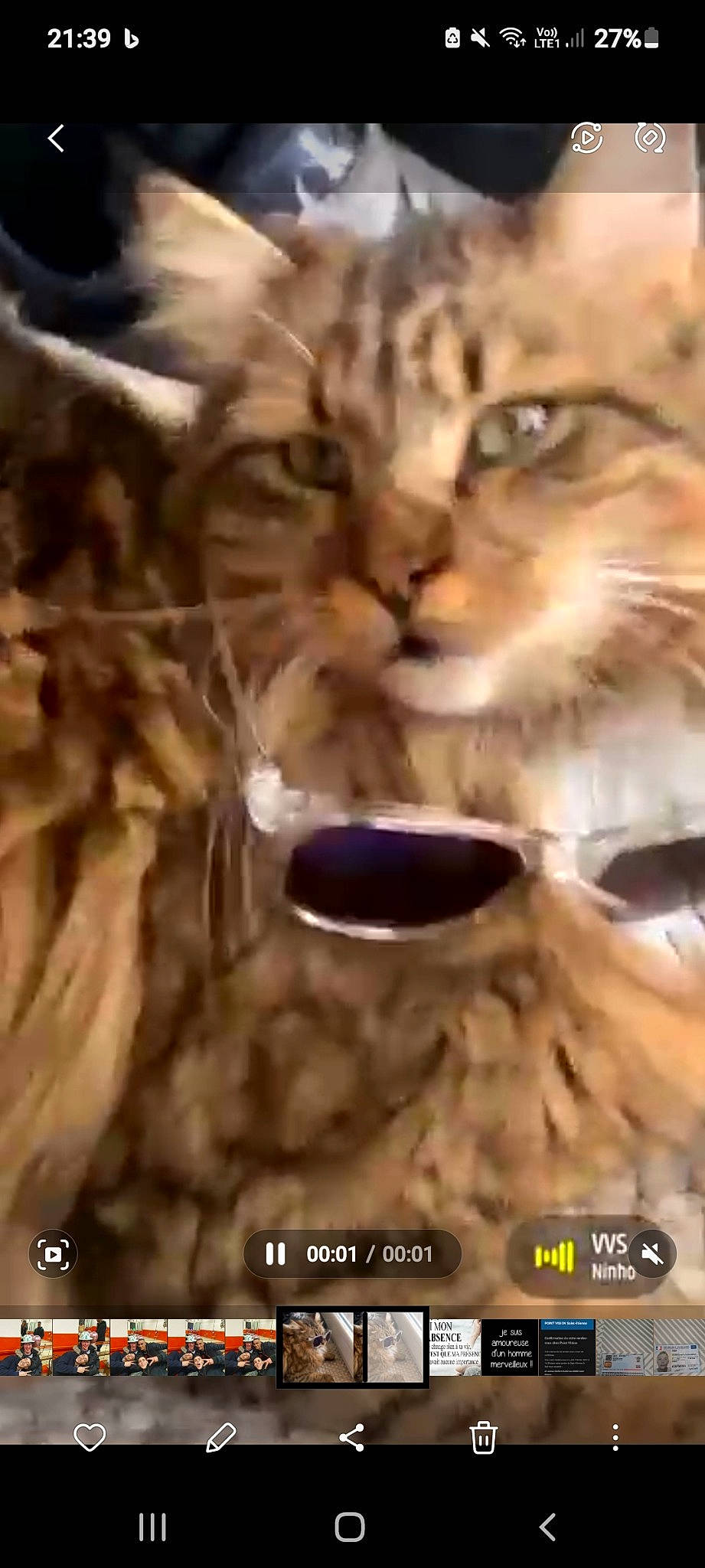 Gohan participe au concours pour gagner de l'argent avec cette photo : big_cats, cat, domestic_short_haired_cat, eyelash, felidae, font, fur, paw, photo_caption, screenshot, small_to_medium_sized_cats, snout, soil, terrestrial_animal, visual_arts, whiskers, wildlife