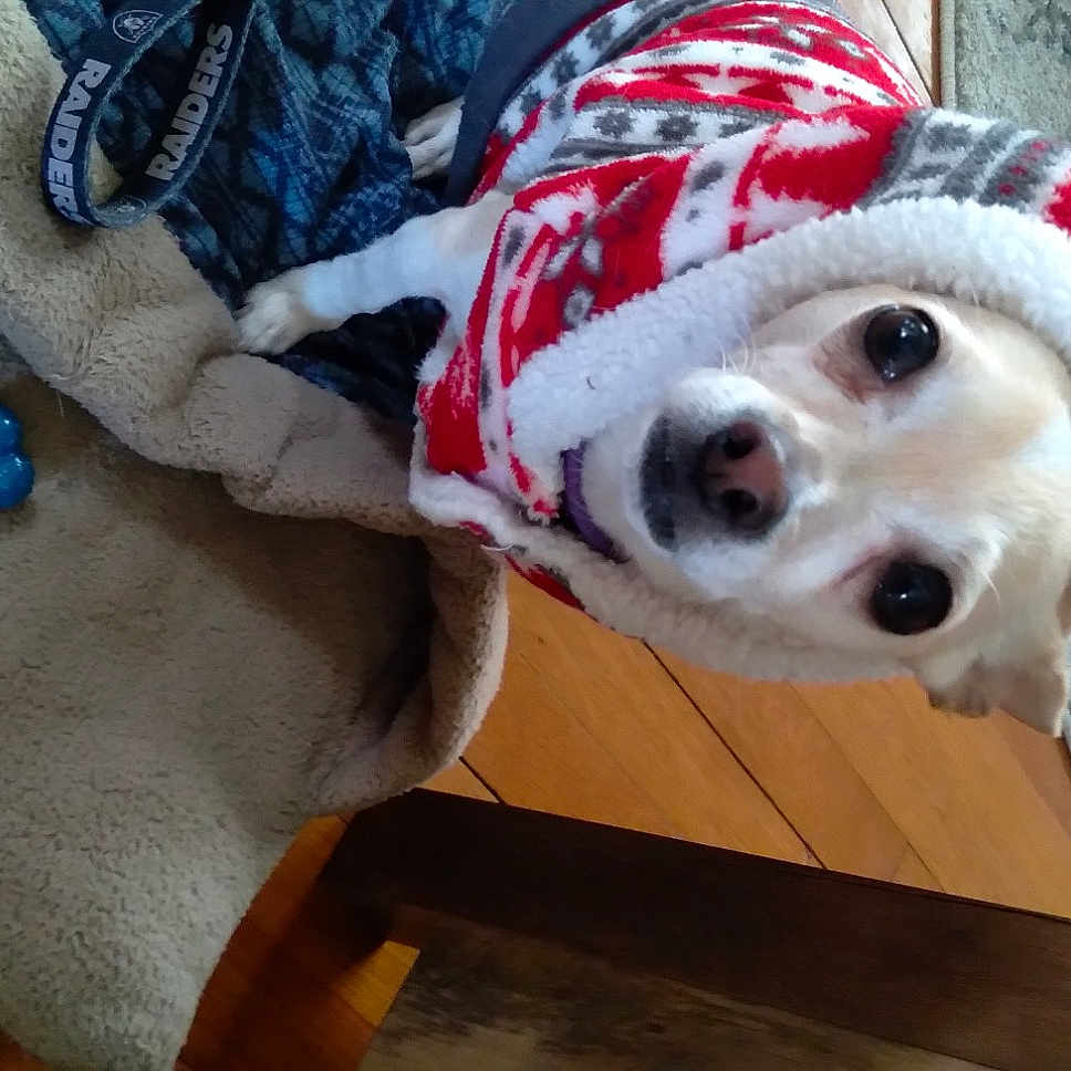 Ruckus is registered to the contest to win money with this photo: canidae, carnivore, collar, companion_dog, dog, dog_breed, dog_clothes, dog_supply, eye, fawn, fur, pet_supply, plaid, plant, selfie, snout, sporting_group, tartan, whiskers, working_animal