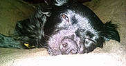 Midnight Marie is registered to the contest to win money with this photo: dog, black_dog, close_up, lying_down, relaxed, sleepy, pet, animal, fur, nose, whiskers, indoors, cozy, resting, canine, face, portrait, comfort, nap, cute