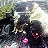 Midnight Marie is registered to the contest to win money with this photo: dog, pickup_truck, outdoor, leash, harness, black_dog, white_dog, black_and_white_dog, vehicle, trees, nature, pet, animal, park, transportation, fur, collar, woods, daytime, companions
