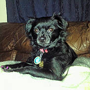 Midnight Marie is registered to the contest to win money with this photo: dog, black_dog, pet, collar, tags, pink_nails, blanket, couch, leather_couch, indoor, curtain, small_dog, lying_down, looking_at_camera, fur, animal, companion, domestic_animal, resting, cozy