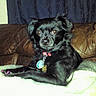 animal, black_dog, blanket, collar, companion, couch, cozy, curtain, dog, domestic_animal, fur, indoor, leather_couch, looking_at_camera, lying_down, pet, pink_nails, resting, small_dog, tags