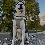 Leïka participe au concours pour gagner de l'argent avec cette photo : animal, canine, daytime, dog, ears, fur, happy, harness, husky, leash, nature, outdoor, park, pet, rock, sitting, sky, sunset, tongue_out, tree