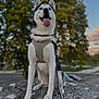 animal, canine, daytime, dog, ears, fur, happy, harness, husky, leash, nature, outdoor, park, pet, rock, sitting, sky, sunset, tongue_out, tree