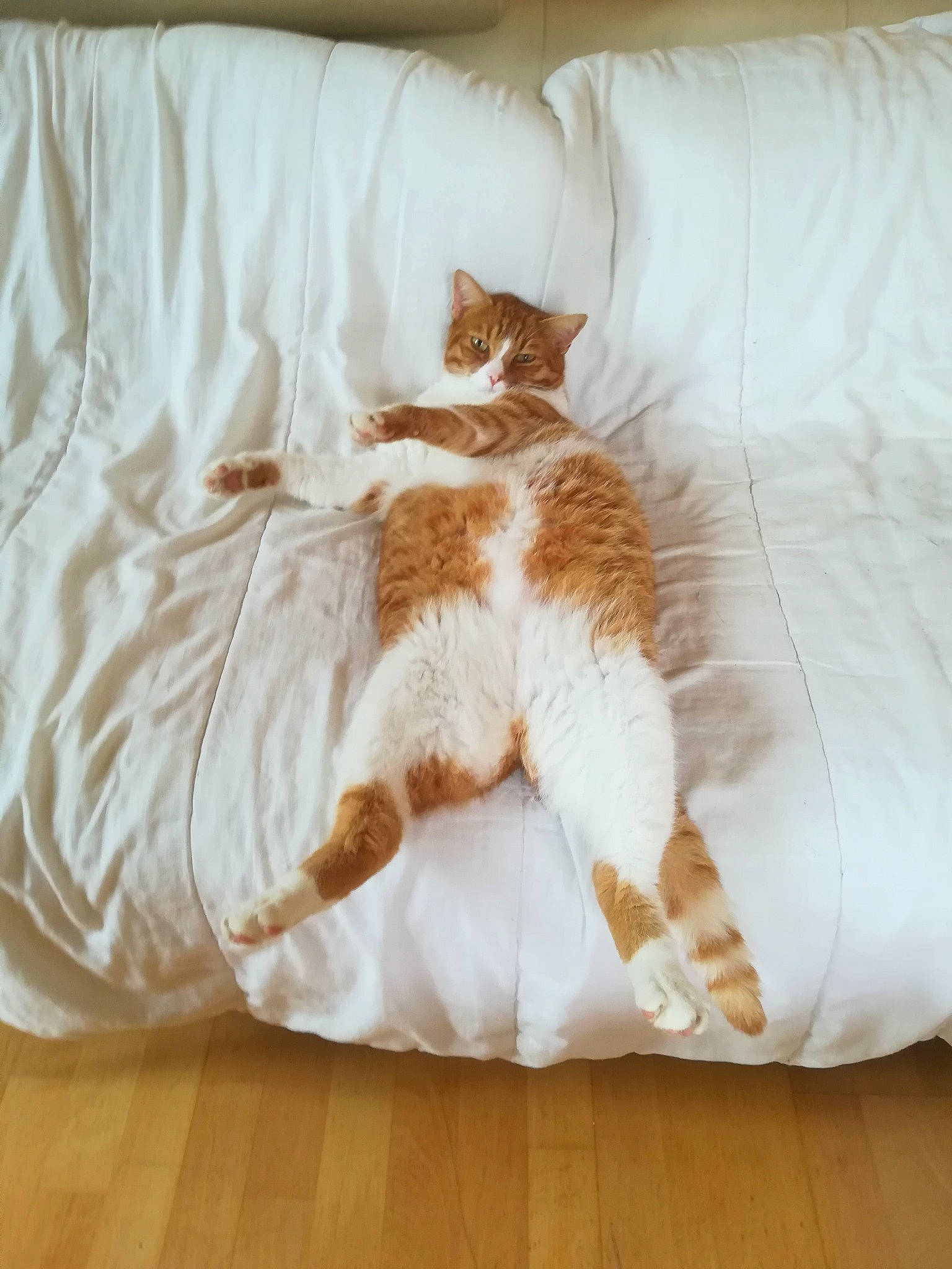 Tigrou a rejoint le concours — aidez-le/la à gagner de superbes lots ! bed, bedding, carnivore, cat, comfort, domestic_short_haired_cat, duvet, fawn, felidae, flooring, fur, hardwood, linens, pattern, room, small_to_medium_sized_cats, tail, textile, whiskers, wood