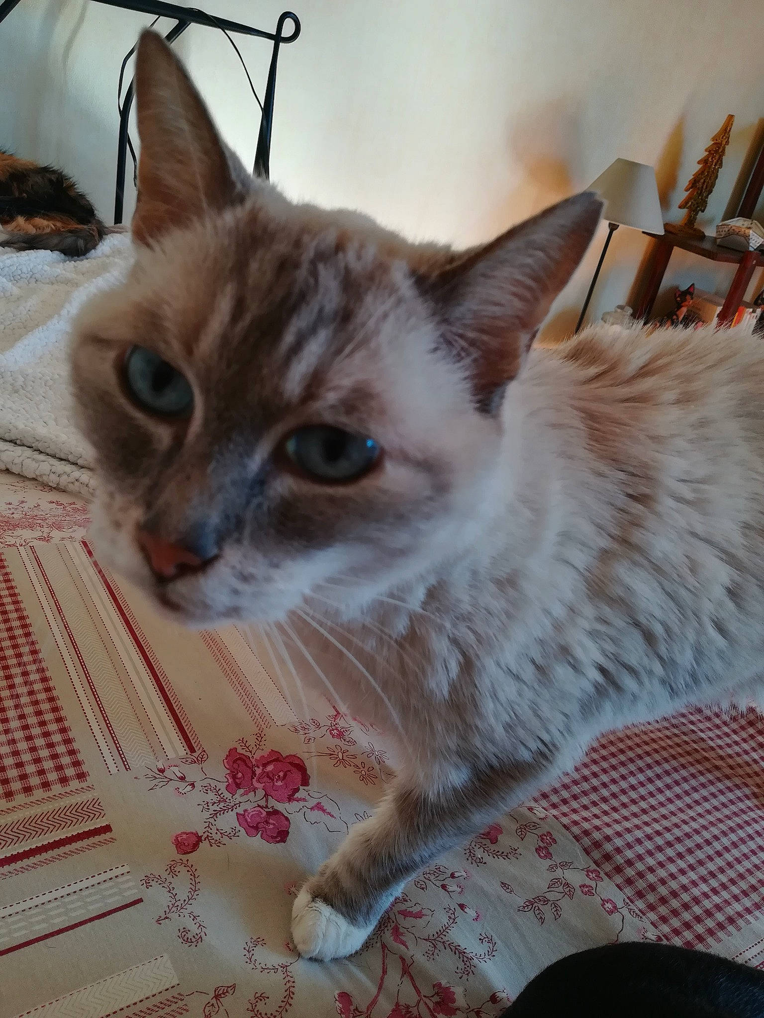 Tao participe au concours pour gagner de l'argent avec cette photo : balinese, carnivore, cat, cat_furniture, cat_supply, domestic_short_haired_cat, fawn, felidae, fur, paw, pet_supply, small_to_medium_sized_cats, tail, thai, whiskers, window