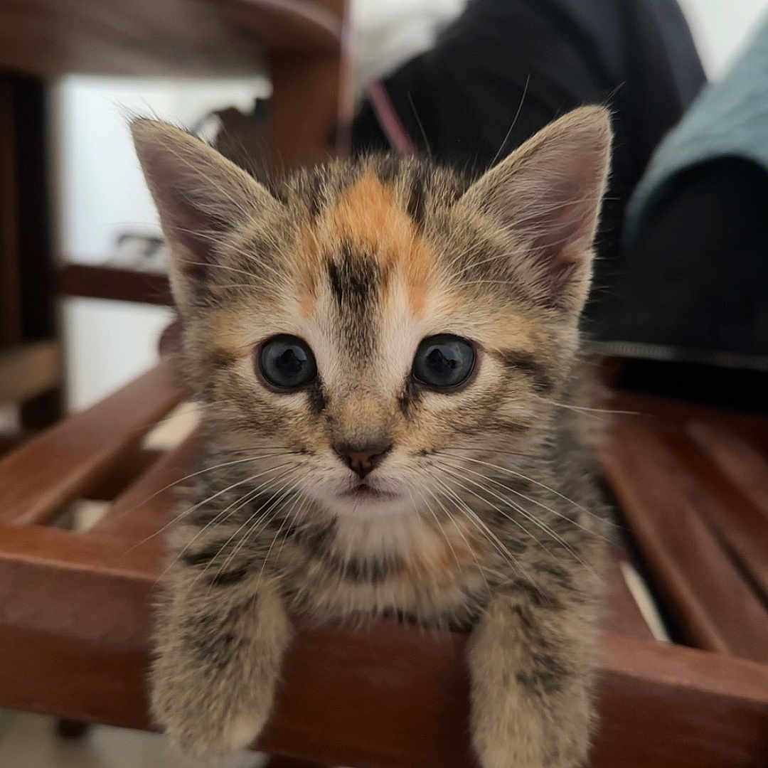 Timouthe participe au concours pour gagner de l'argent avec cette photo : abyssinian, animal, bookcase, cat, chair, computer, desk, drawer, electronics, furniture, hardwood, kitten, laptop, manx, pc, pet, plywood, shelf, table, wood