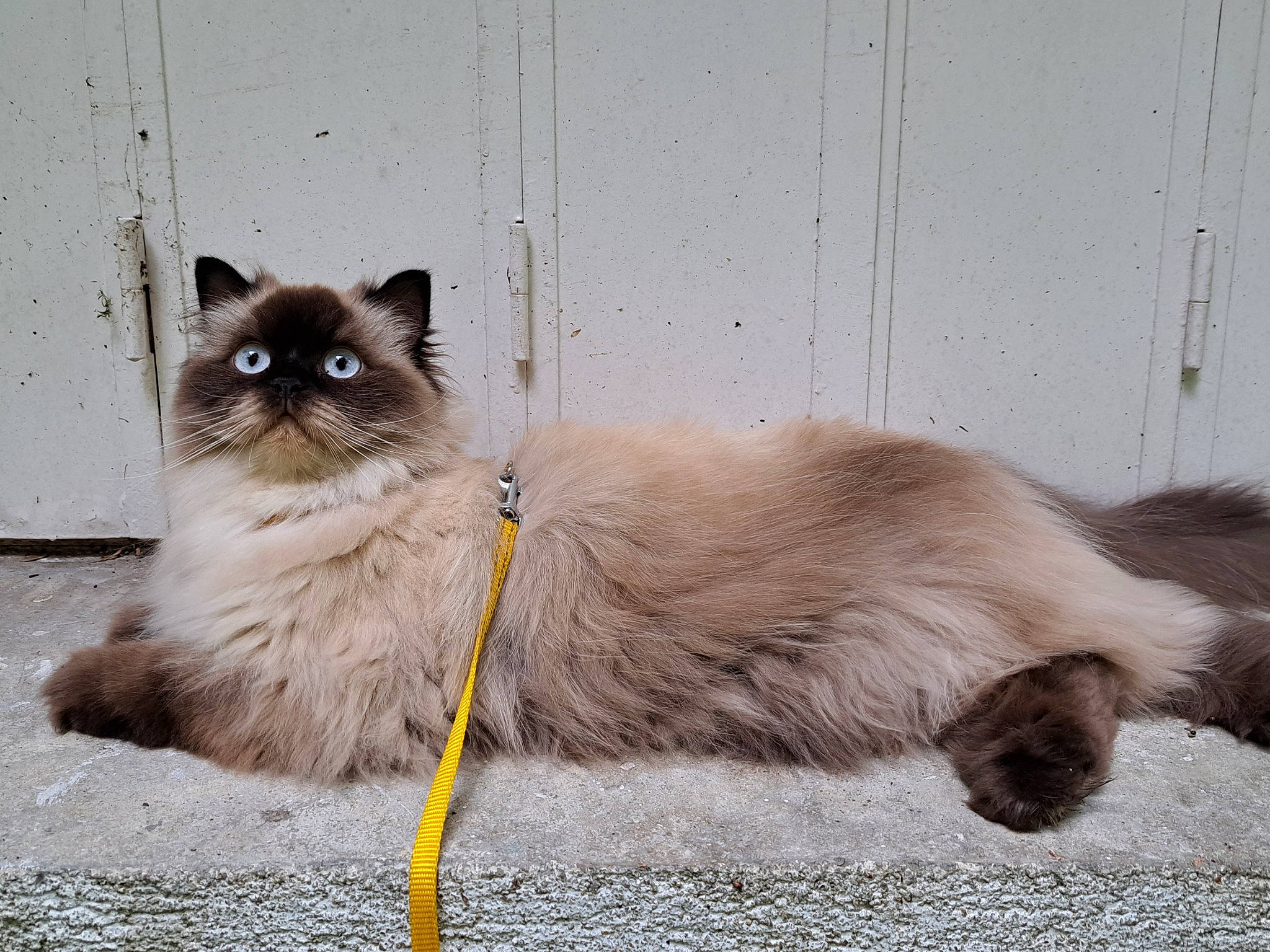 Solaya participe au concours pour gagner de l'argent avec cette photo : balinese, birman, carnivore, cat, claw, fawn, felidae, fur, paw, ragdoll, siamese, small_to_medium_sized_cats, snout, tail, terrestrial_animal, thai, tonkinese, whiskers