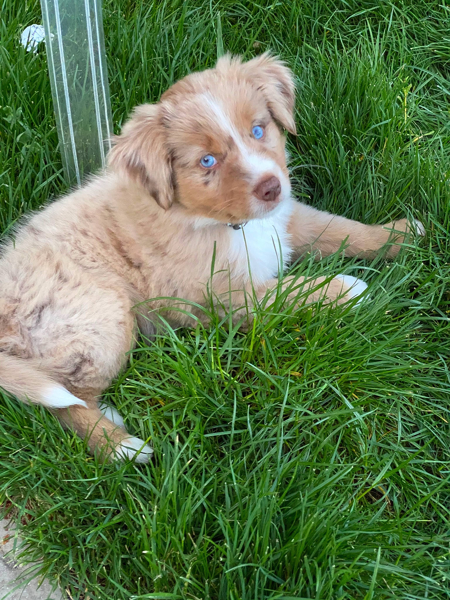 Kobe is registered to the contest to win money with this photo: australian_shepherd, basque_shepherd_dog, brittany, canidae, carnivore, companion_dog, dog, dog_breed, grass, mammal, miniature_australian_shepherd, nova_scotia_duck_tolling_retriever, puppy, sporting_group, vertebrate