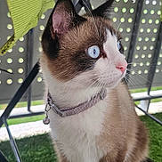 Saphir a rejoint le concours — aidez-le/la à gagner de superbes lots ! cat, blue_eyes, collar, bell, white_paws, brown_fur, artificial_grass, metal_table, perforated_metal, pet, animal, outdoor, curious, feline, whiskers, close_up, portrait, sitting, looking_away, domestic_cat