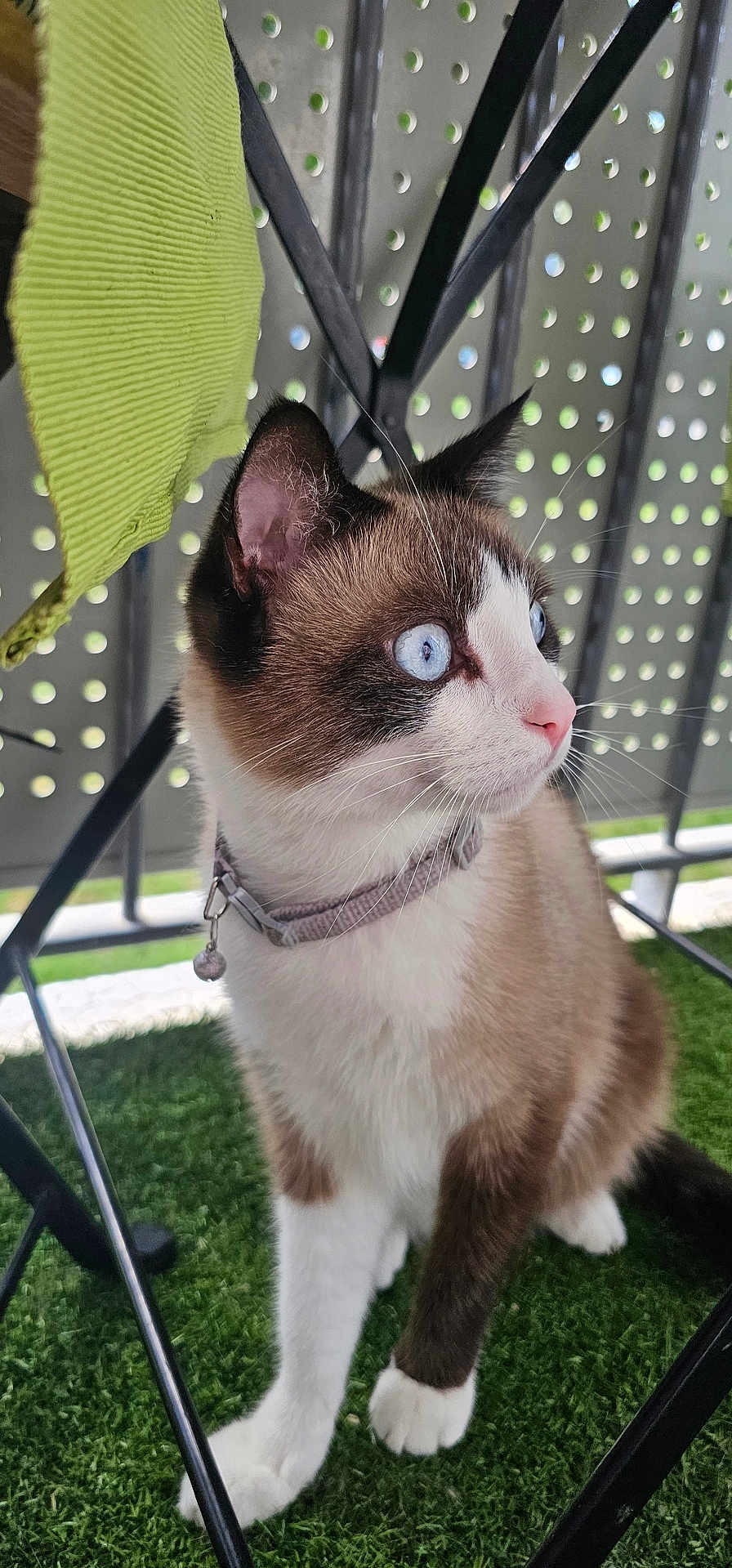 Saphir a rejoint le concours — aidez-le/la à gagner de superbes lots ! cat, blue_eyes, collar, bell, white_paws, brown_fur, artificial_grass, metal_table, perforated_metal, pet, animal, outdoor, curious, feline, whiskers, close_up, portrait, sitting, looking_away, domestic_cat