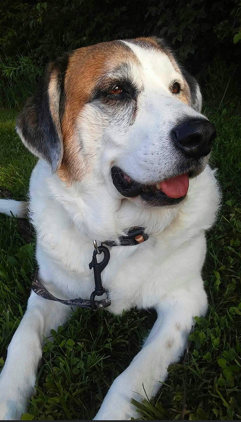 Buddy Boy joined the competition — help win amazing prizes! ancient_dog_breeds, carnivore, collar, companion_dog, dog, dog_breed, dog_collar, fur, giant_dog_breed, grass, leash, pet_supply, plant, sporting_group, whiskers, working_dog