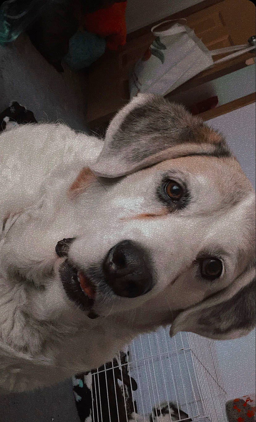 Buddy Boy is registered to the contest to win money with this photo: canidae, carnivore, collar, companion_dog, dog, dog_breed, fawn, fur, non_sporting_group, paw, snout, sporting_group, whiskers, working_animal