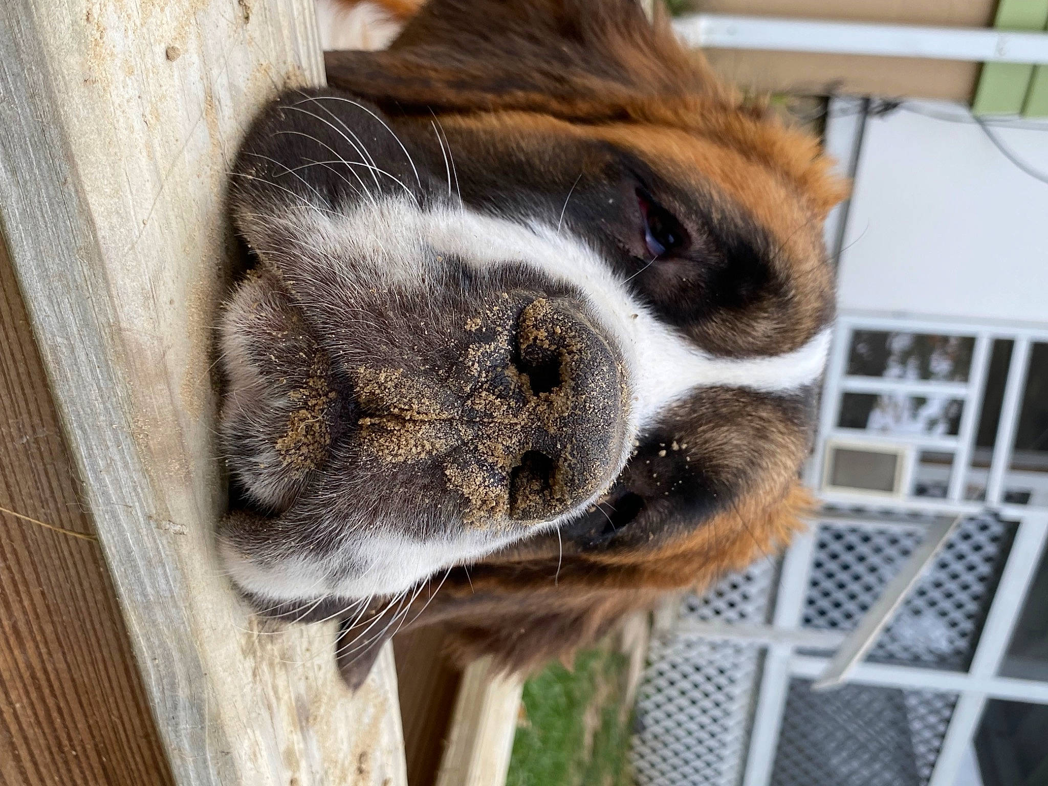 Gypsy joined the competition — help win amazing prizes! animal_shelter, canidae, carnivore, collar, companion_dog, dog, dog_breed, fawn, fence, fur, mesh, non_sporting_group, pet_supply, snout, sporting_group, tail, terrestrial_animal, whiskers, wood, working_animal