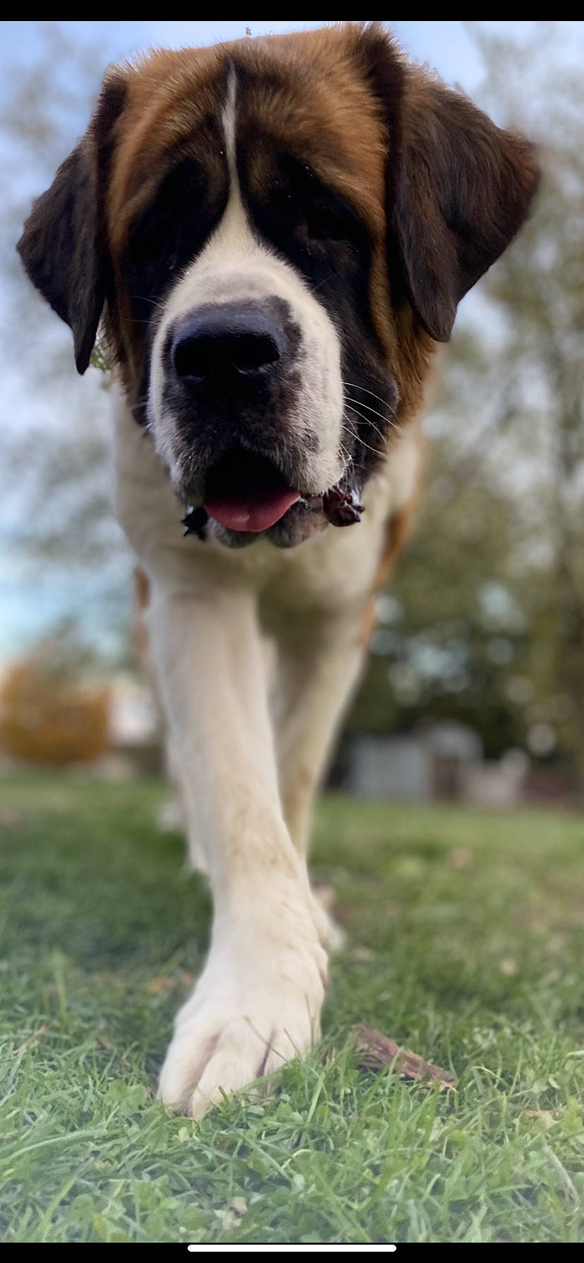 Gypsy joined the competition — help win amazing prizes! canidae, carnivore, collar, companion_dog, dog, dog_breed, dog_collar, fawn, fur, giant_dog_breed, grass, liver, plant, snout, sporting_group, tail, water, whiskers, working_animal, working_dog