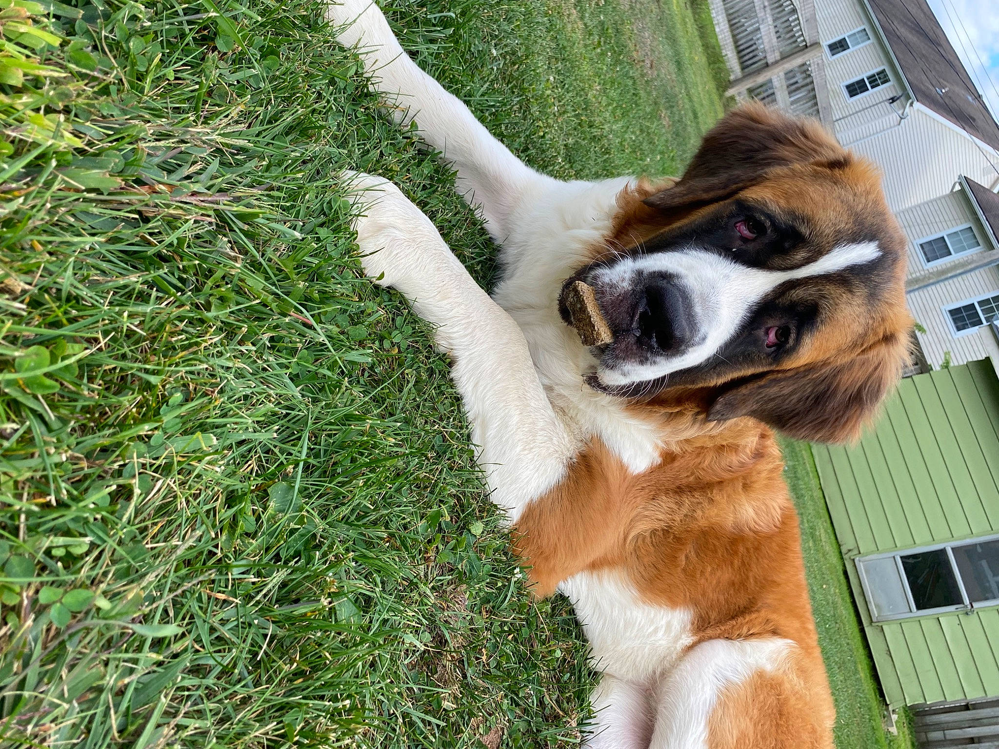 Gypsy is registered to the contest to win money with this photo: canidae, carnivore, collar, companion_dog, dog, dog_breed, fawn, fur, grass, groundcover, paw, plant, snout, sporting_group, tail, terrestrial_animal, whiskers, window, working_animal, working_dog