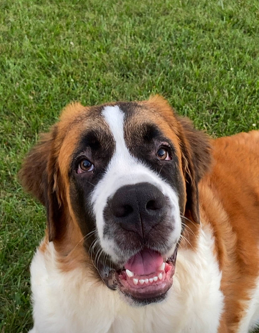 Gypsy is registered to the contest to win money with this photo: bored, carnivore, collar, companion_dog, dog, dog_breed, fur, giant_dog_breed, grass, hunting_dog, liver, plant, snout, sporting_group, terrestrial_animal, working_dog