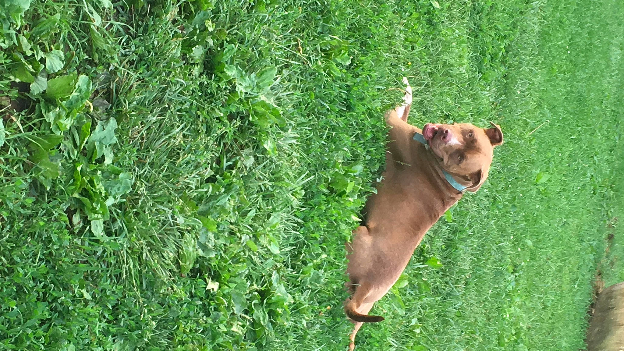 Ray Ray joined the competition — help win amazing prizes! bovine, canidae, carnivore, companion_dog, dairy_cow, dog, dog_breed, grass, grass_family, grassland, grazing, groundcover, liver, meadow, plant, snout, sporting_group, tail, terrestrial_animal, working_animal