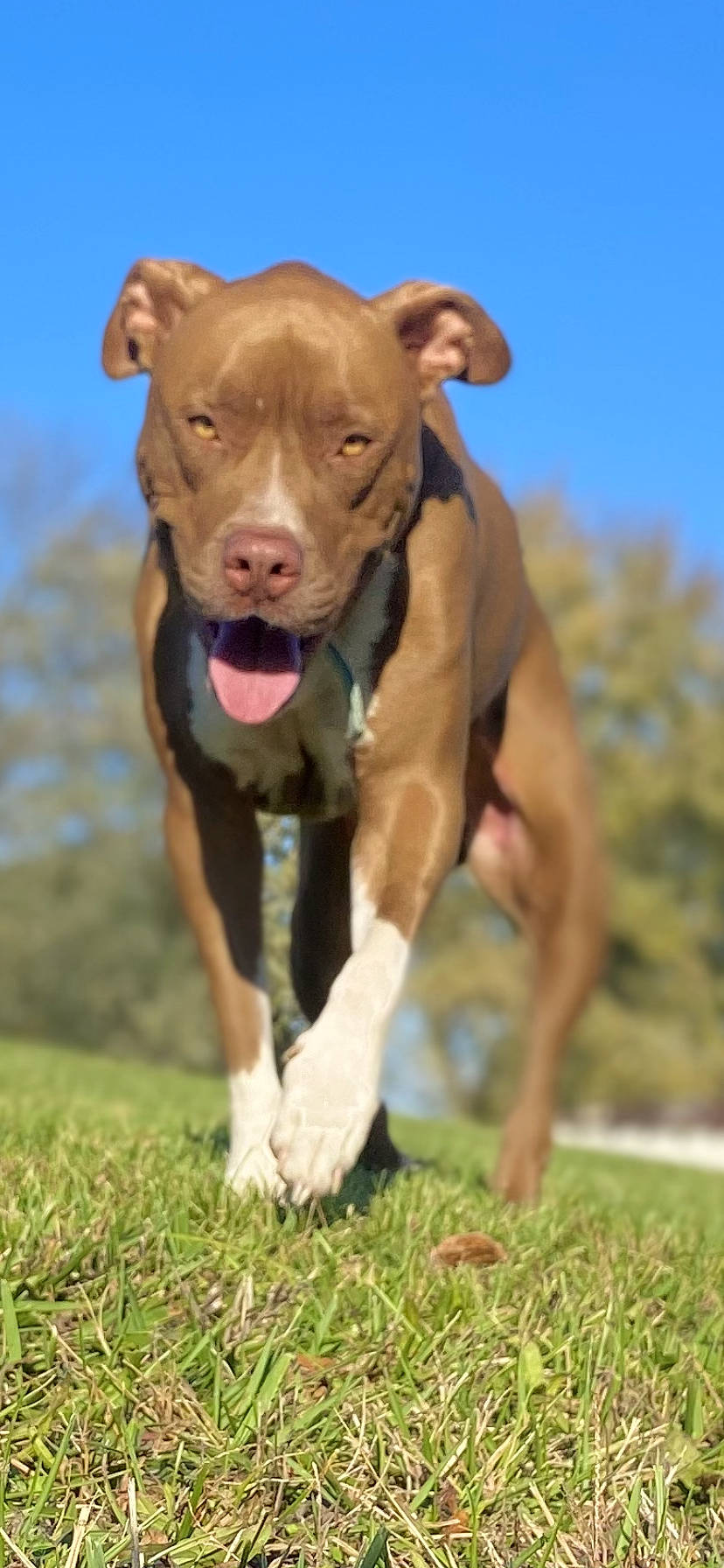 Ray Ray is registered to the contest to win money with this photo: canidae, carnivore, collar, companion_dog, dog, dog_breed, dog_collar, dog_supply, fawn, grass, grassland, liver, pet_supply, sky, snout, sporting_group, tail, terrestrial_animal, working_animal, working_dog