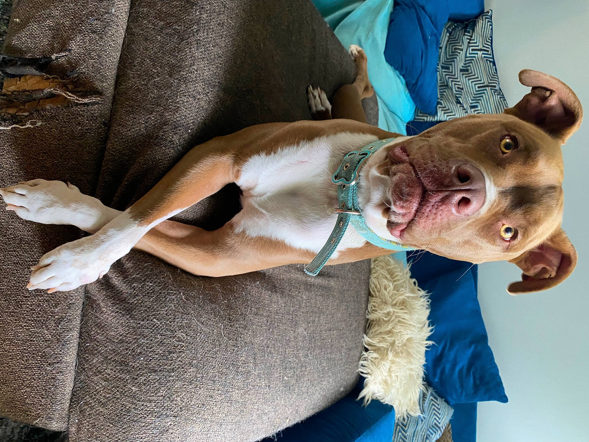 Ray Ray is registered to the contest to win money with this photo: blue, canidae, carnivore, collar, comfort, companion_dog, dog, dog_breed, dog_collar, electric_blue, fashion_accessory, fawn, fur, jaw, leash, liver, pet_supply, snout, sporting_group, working_animal