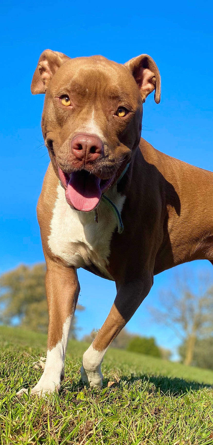 Ray Ray is registered to the contest to win money with this photo: balance, blue, carnivore, collar, companion_dog, dog, dog_breed, dog_collar, fawn, grass, grassland, liver, pet_supply, plant, sky, snout, sporting_group, terrestrial_animal, tree, working_animal