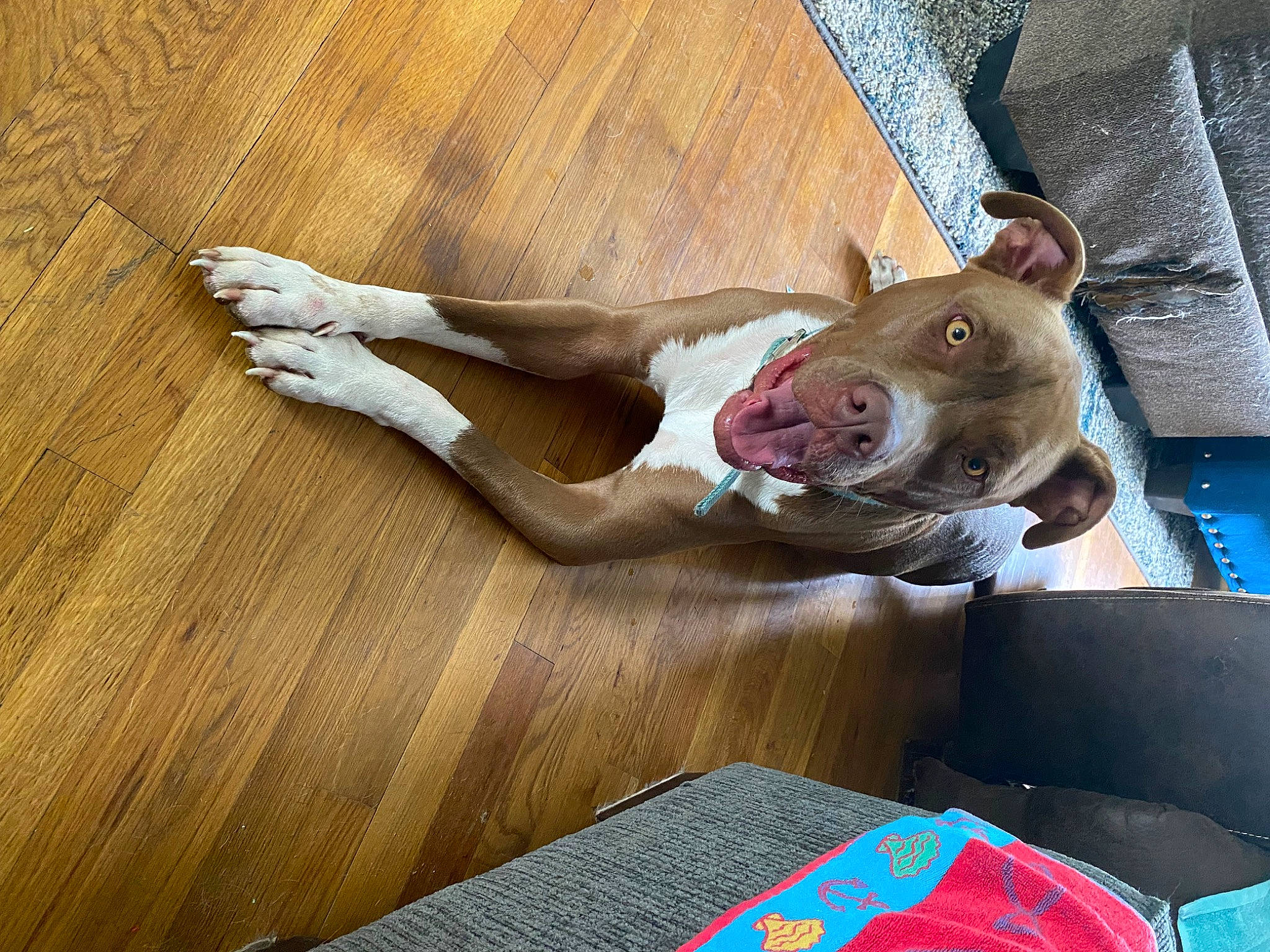 Ray Ray joined the competition — help win amazing prizes! carnivore, comfort, companion_dog, dog, dog_breed, fawn, felidae, flooring, hardwood, liver, paw, pet_supply, snout, tail, vertebrate, whiskers, wood, wood_flooring, wood_stain, working_animal