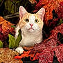 cat, orange_and_white_cat, autumn_leaves, glittery_leaves, fall, seasonal, curious, close_up, animal, pet, cute, feline, nature, leaf, cozy, indoor, colorful, decorative, soft_light, portrait