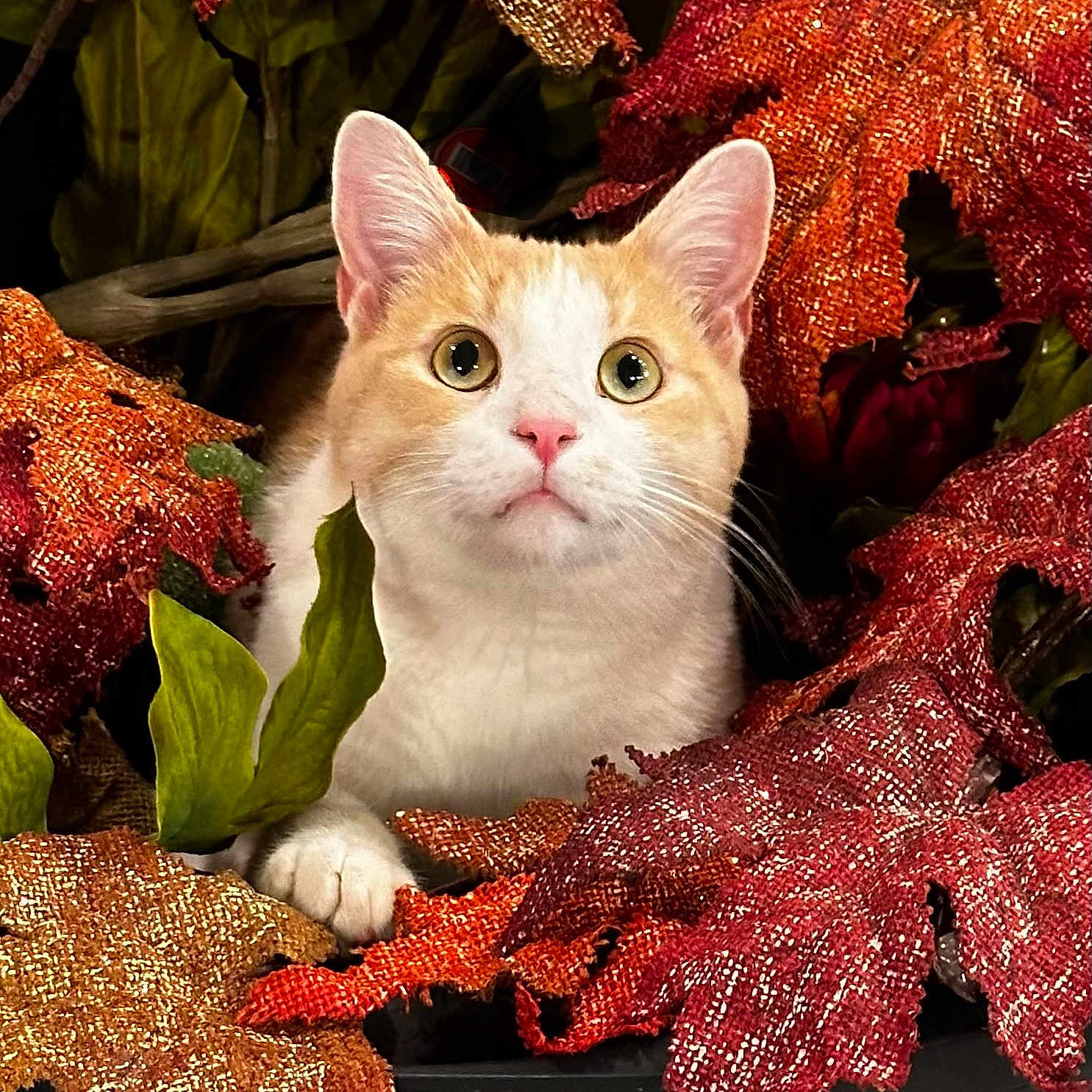 Sunny Boy joined the competition — help win amazing prizes! animal, autumn_leaves, cat, close_up, colorful, cozy, curious, cute, decorative, fall, feline, glittery_leaves, indoor, leaf, nature, orange_and_white_cat, pet, portrait, seasonal, soft_light