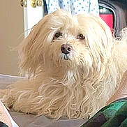 Sophie is registered to the contest to win money with this photo: dog, fluffy, cream_color, long_hair, indoor, bed, pet, animal, cute, relaxed, fur, looking, household, cozy, canine, close_up, domestic, companion, lying_down, soft_light