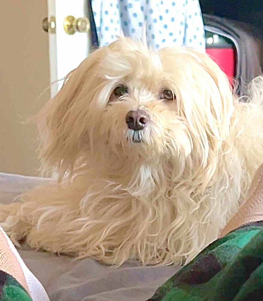 Sophie is registered to the contest to win money with this photo: dog, fluffy, cream_color, long_hair, indoor, bed, pet, animal, cute, relaxed, fur, looking, household, cozy, canine, close_up, domestic, companion, lying_down, soft_light