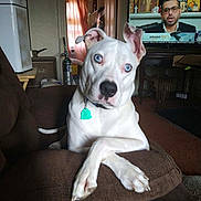 Bossman is registered to the contest to win money with this photo: dog, white_dog, blue_eyes, armchair, crossed_paws, living_room, television, man_on_tv, curtains, window, furniture, indoor, pet, canine, household, decor, brown_furniture, relaxed, portrait, companion