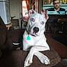 dog, white_dog, blue_eyes, armchair, crossed_paws, living_room, television, man_on_tv, curtains, window, furniture, indoor, pet, canine, household, decor, brown_furniture, relaxed, portrait, companion