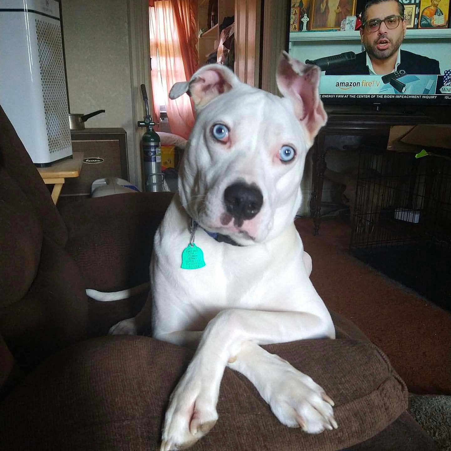 Bossman is registered to the contest to win money with this photo: dog, white_dog, blue_eyes, armchair, crossed_paws, living_room, television, man_on_tv, curtains, window, furniture, indoor, pet, canine, household, decor, brown_furniture, relaxed, portrait, companion
