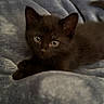 black_kitten, cat, kitten, pet, animal, feline, cute, eyes, whiskers, ears, fur, blanket, soft, cozy, indoor, resting, young, small, curious, lying_down