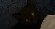 Leo is registered to the contest to win money with this photo: cat, kitten, black_cat, pets, animal, cute, eyes, texture, blue_background, blanket, cozy, indoor, fur, whiskers, looking_up, dark, shadow, small, curious, resting