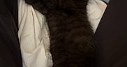 Leo is registered to the contest to win money with this photo: adorable, animal, black_cat, blanket, comfort, cozy, cute, feline, fur, indoors, kitten, mammal, paw, pet, relaxation, resting, sleeping, small, soft, young