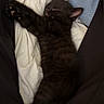 kitten, black_cat, sleeping, pet, cozy, blanket, paw, fur, cute, animal, resting, indoors, soft, young, mammal, feline, comfort, relaxation, small, adorable