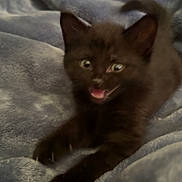 Leo joined the competition — help win amazing prizes! black_kitten, cat, feline, pet, animal, cute, playful, blue_blanket, soft_texture, furry, young, indoor, resting, motion_blur, whiskers, ears, paws, tail, expressive, adorable