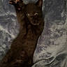 black_kitten, cat, kitten, paw, stretching, blue_blanket, soft_texture, fur, pet, animal, cute, indoor, cozy, relaxed, young_cat, whiskers, claws, feline, sleepy, playful