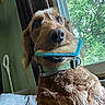 Gunner joined the competition — help win amazing prizes! dog, pet, indoor, window, toy, curly_fur, brown_dog, collar, playing, animal, canine, house, furniture, greenery, looking_up, close_up, cute, happy, fur, mouth