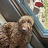 dog, curly_fur, brown_dog, couch, window, indoor, pet, relaxed, looking_up, fur, cozy, home, red_chair, outdoor, yard, stone_path, sunlight, animal, companion, domestic